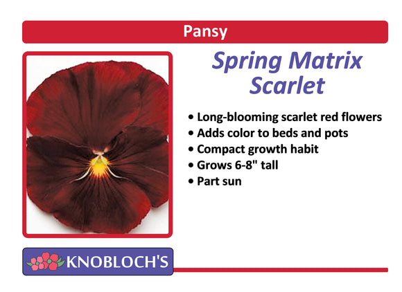 Pansy - Spring Matrix Scarlet (3 pk)