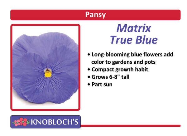 Pansy - Matrix True Blue (3 pk)