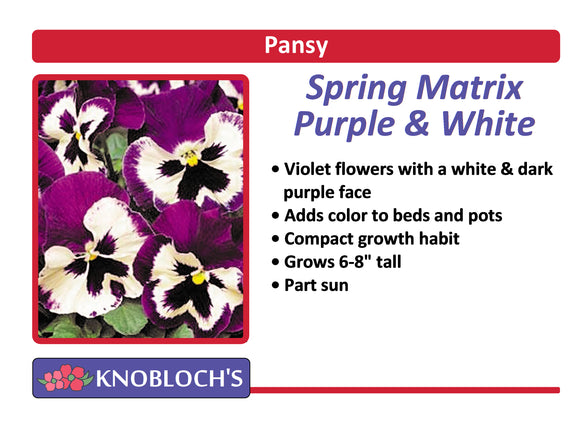 Pansy - Spring Matrix Purple & White (3 pk)