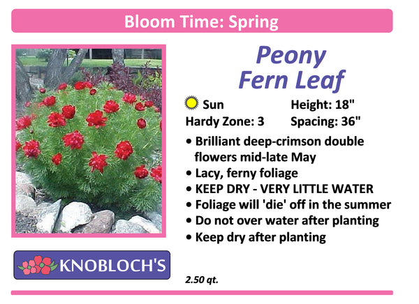 Peony - Fern Leaf