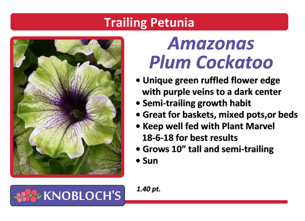 Petunia - Trailing Amazonas Plum Cockatoo