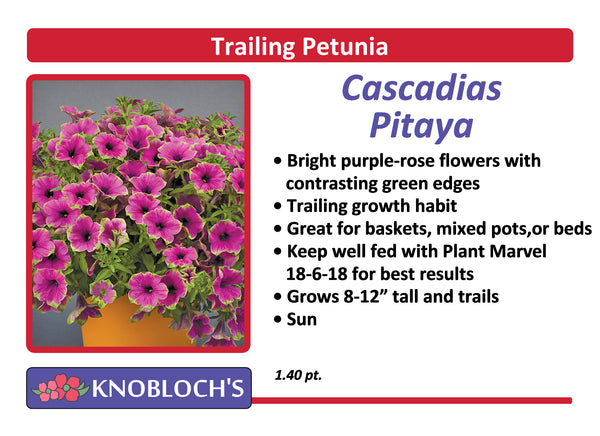 Petunia - Trailing Cascadias Pitaya