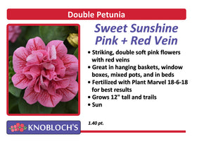 Petunia - Trailing Double Sweet Sunshine Pink + Red Vein