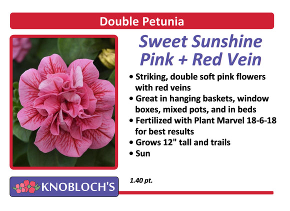 Petunia - Trailing Double Sweet Sunshine Pink + Red Vein