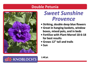 Petunia - Trailing Double Sweet Sunshine Provence