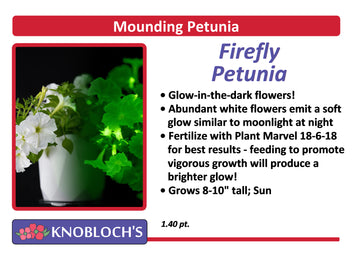 Petunia - Mounding Firefly Petunia