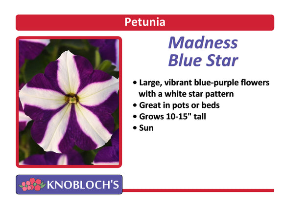 Petunia Traditional - Madness Blue Star (3 pk)