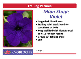 Petunia - Trailing Main Stage Violet