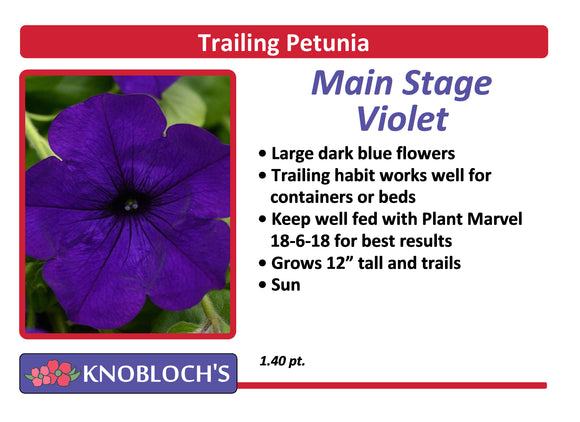 Petunia - Trailing Main Stage Violet