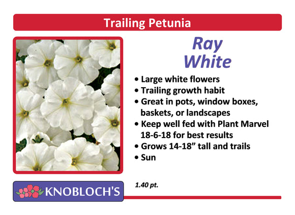 Petunia - Trailing Ray White