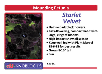 Petunia - Mounding Starlet Velvet