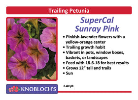 Petunia - Trailing SuperCal Sunray Pink