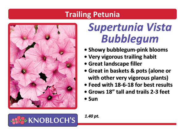 Petunia - Trailing Supertunia Vista Bubblegum
