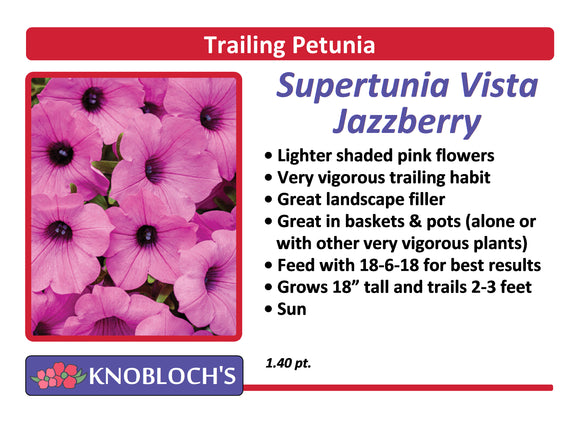 Petunia - Trailing Supertunia Vista Jazzberry