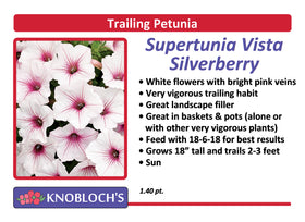Petunia - Trailing Supertunia Vista Silverberry