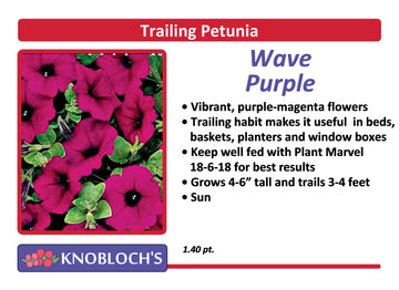Petunia - Trailing Wave Purple