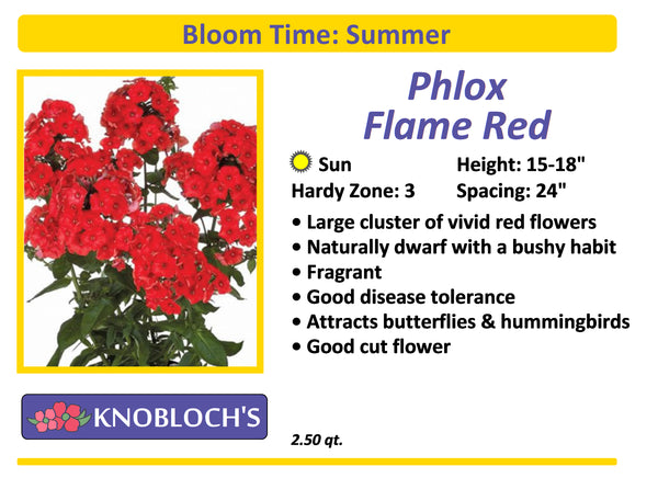 Phlox - Flame Red