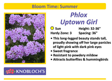 Phlox - Uptown Girl