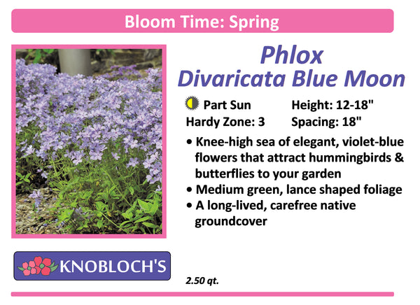 Phlox - Divaricata