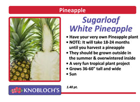 Pineapple - Sugarloaf White Pineapple