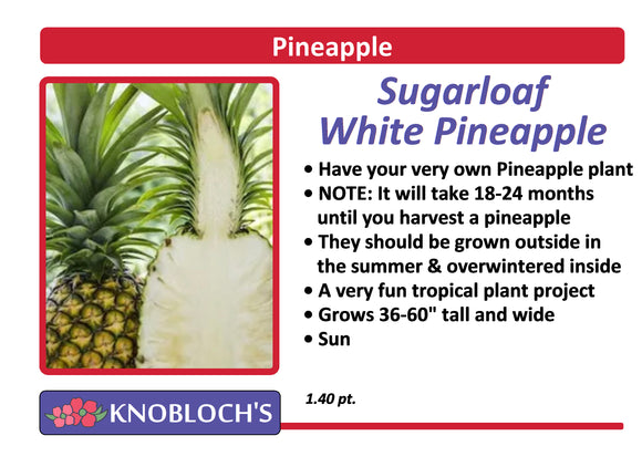Pineapple - Sugarloaf White Pineapple