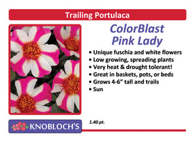 Portulaca - Trailing ColorBlast Pink Lady