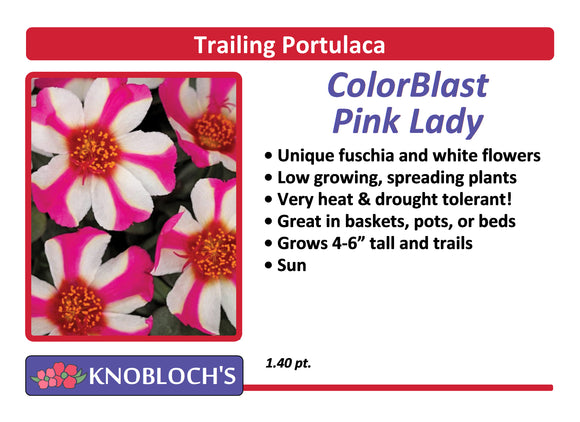 Portulaca - Trailing ColorBlast Pink Lady