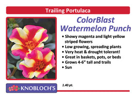 Portulaca - Trailing ColorBlast Watermelon Punch