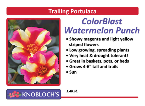 Portulaca - Trailing ColorBlast Watermelon Punch