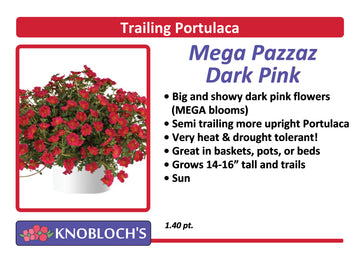 Portulaca - Trailing Mega Pazazz Dark Pink