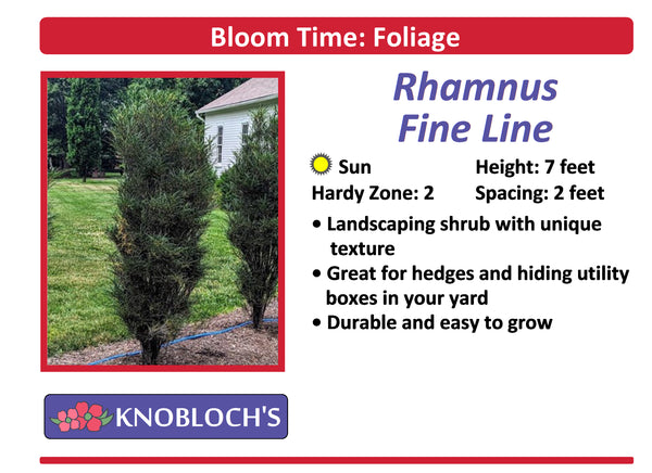 Rhamnus - Fine Line