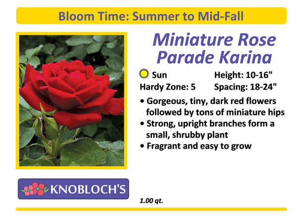 Rose Miniature - Parade Karina