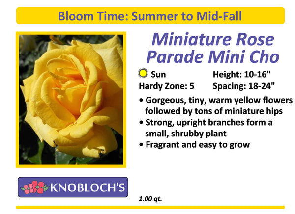 Rose Miniature - Parade Mini Cho