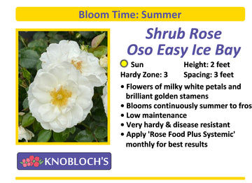 Shrub Rose - Oso Easy Ice Bay