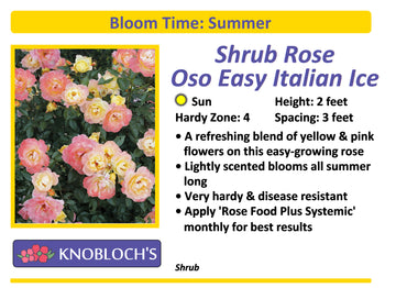 Shrub Rose - Oso Easy Italian Ice