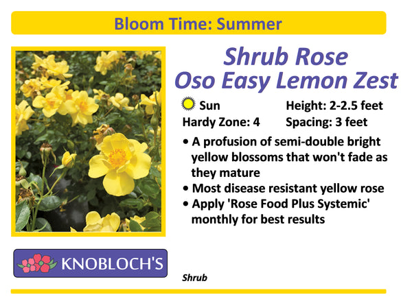 Shrub Rose - Oso Easy Lemon Zest
