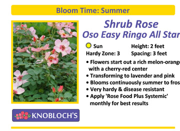 Shrub Rose - Oso Easy Ringo All Star
