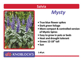Salvia - Mysty