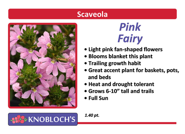 Scaveola - Pink Fairy