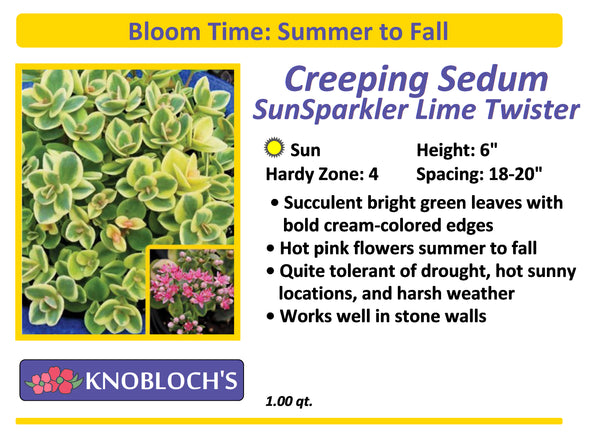 Sedum Creeping - SunSparkler Lime Twister