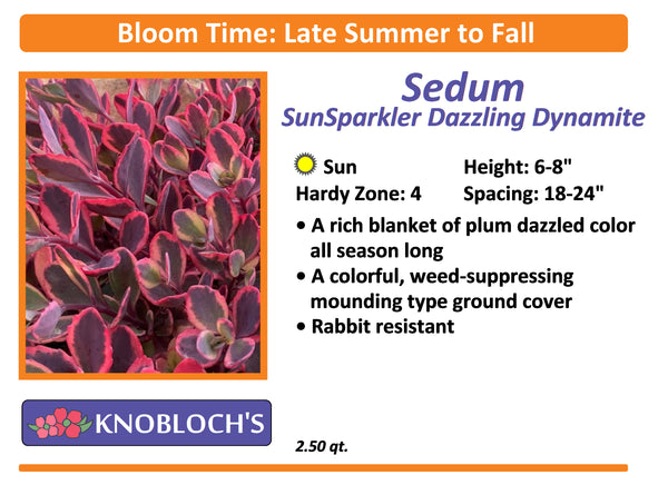 Sedum - SunSparkler Dazzling Dynamite