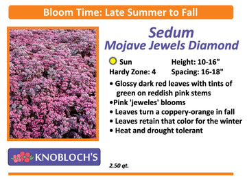 Sedum - Mojave Jewels Diamond
