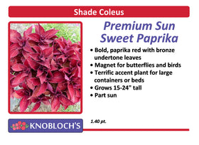 Coleus - Premium Sun Sweet Paprika