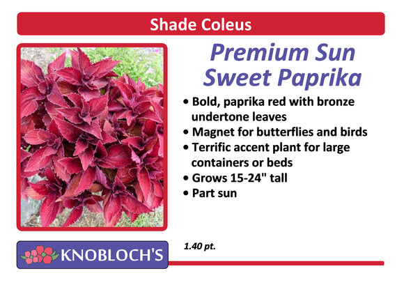 Coleus - Premium Sun Sweet Paprika