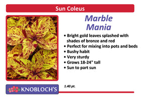Coleus - Charged Up Marble Mania
