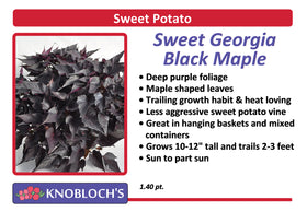 Sweet Potato Vine - Sweet Georgia Black Maple