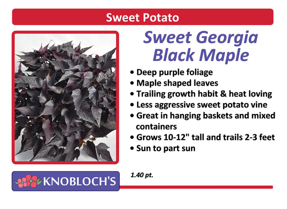 Sweet Potato Vine - Sweet Georgia Black Maple