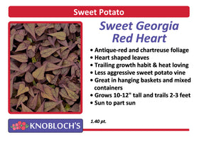 Sweet Potato Vine - Sweet Georgia Red Heart