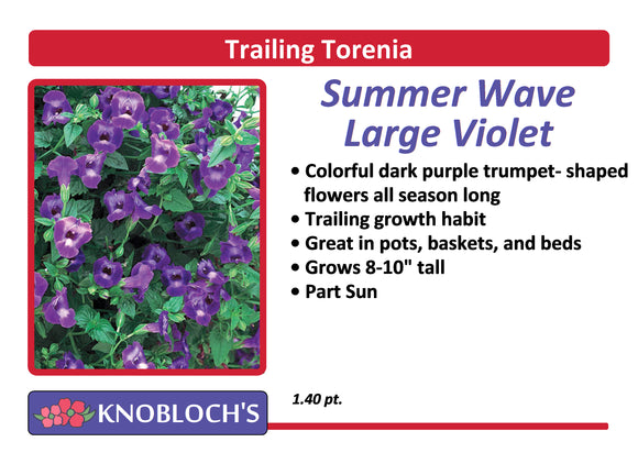Torenia - Summer Wave Large Violet