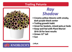 Petunia - Trailing Ray Shadow